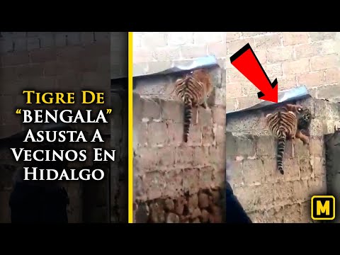 Cachorro de Tigre Alerta a Vecinos en Texcaltepec, Hidalgo