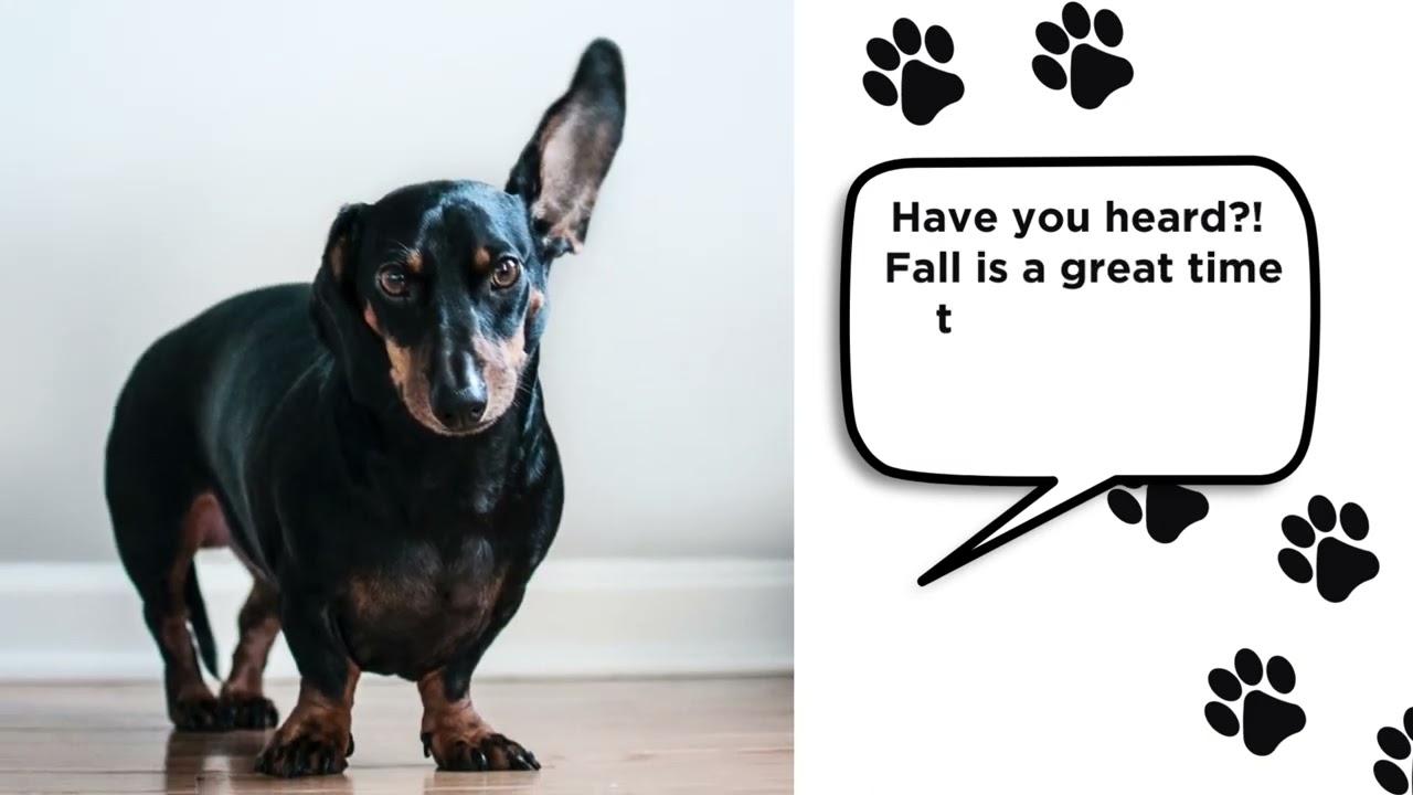 Energy efficiency tips  ... brought to you by dogs and cats