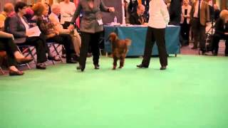 Thendara Irish Setters Crufts 2013 by thendara show dogs 2,835 views 11 years ago 5 minutes, 39 seconds