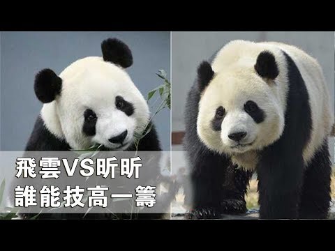 《熊貓TOP榜》第39期 飛雲VS昕昕 誰能技高一籌 | iPanda