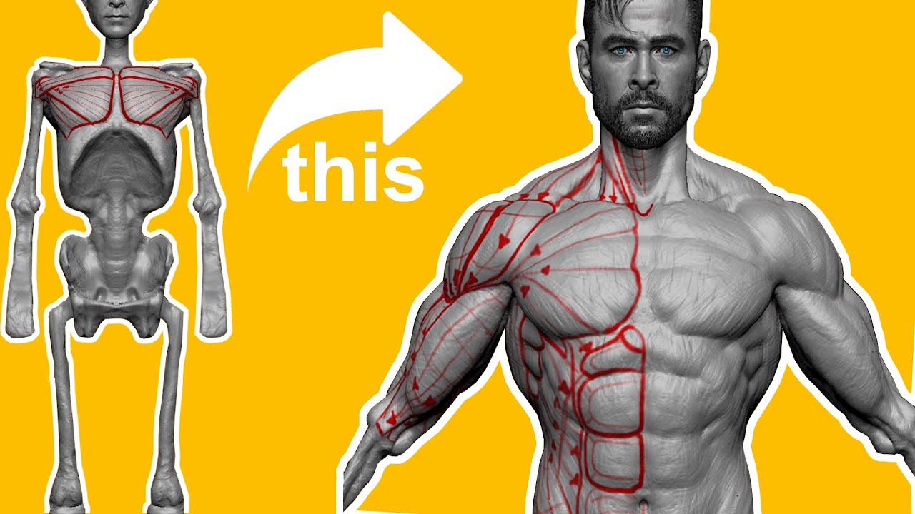 how to get make a torso in zbrush