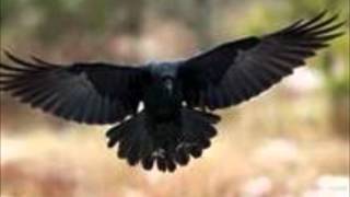 Watch Melissa Etheridge The Shadow Of A Black Crow video