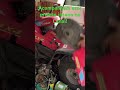 Iniciamos o projeto quadriciclo Polaris sem motor, qual motor iremos colocar?