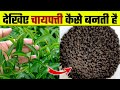      chai patti kaise banti haihow to make tea in factoryhow tea leaves are made