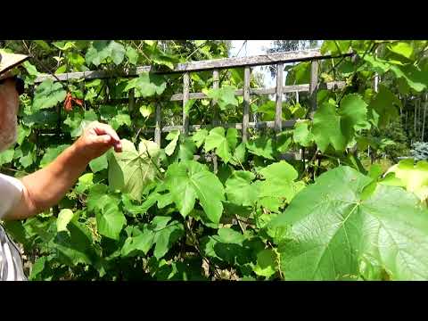 Wideo: Kwitnące Winogrona (11 Zdjęć): Czy Kwitnie W Sierpniu I Co Robić W Przypadku Braku Kwitnienia W 3-letnich Winogronach?
