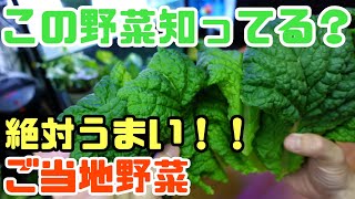 【水耕栽培大学】かつお菜！？超おすすめ！！作ってみたら想像以上に簡単で旨かった