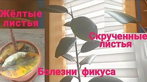 Заболевания листьев фикуса каучуконосгого.
