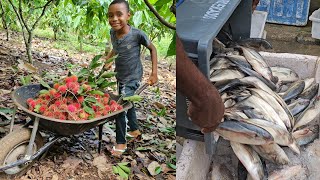 CLEANING AND SALE OF FISH IN THE REGION AND AN EXOTIC FRUIT FULL OF THORENS