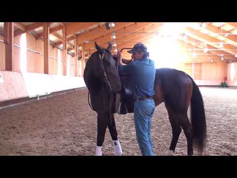 Video: Cum Să Antrenezi Un Cal
