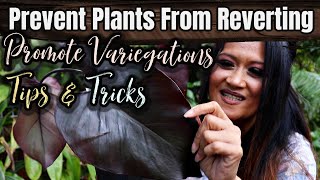 Tips & Tricks / Restoring Variegation & Preventing Plants from Reverting / Collective Houseplants
