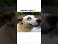 Harkate sudharne ka naam hi nhi le rahi hai😂#dog #trending #dogmemes #memes