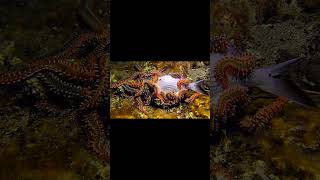 Download Lagu Coloridos y voraces, gusanos de fuego que se están multiplicando en los mares por el calentamiento MP3 Download Lagu Coloridos y voraces, gusanos de fuego que se están multiplicando en los mares por el calentamiento MP3