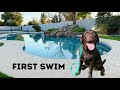 Labrador puppy learns to swim