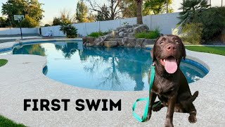 LABRADOR PUPPY LEARNS TO SWIM!!! by Woodford The Chocolate Lab 10,503 views 1 month ago 3 minutes, 34 seconds