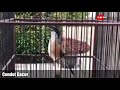 Suara Alam Cendet Gacor Bongkar Isian Mp3 - Mp4 Download
