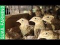 QUAIL FARMING🐦🐦-How to manage a QUAIL FARM