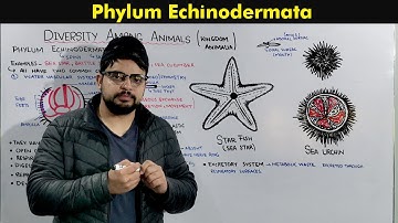Phylum Echinodermata (Characteristics and Overview).