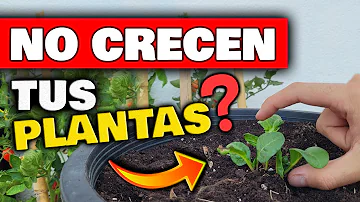 ¿Las plantas crecen mejor con o sin abono?