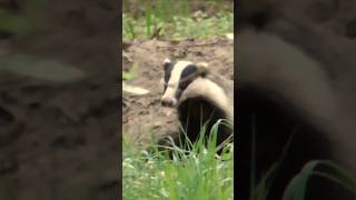 Borsuk wieczorową porą #short #badger #borsuk