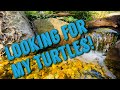 Checking on My Turtles on a Cold Day, How Many Will I Find??