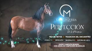 Perfeccion De La Marqueza