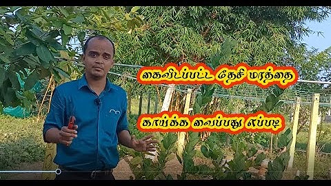 கைவிடப்பட்ட தேசி மரத்தை காய்க்க வைப்பது எப்படி| regrowth| nutrient management | pruning |lemon| citr