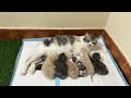 Mother calico cat and 6 kittens.