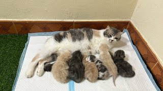 Mother calico cat and 6 kittens.