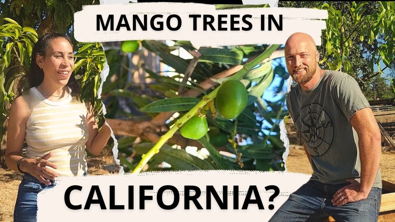 Can You REALLY Grow Mango Trees in California? We're About To Find Out!!