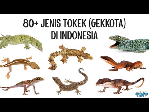 80+ Jenis Tokek (Eublepharidae dan Gekkonidae) di Indonesia