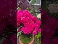 Blooming flowers, peaceful heart, beautiful life❤️🌸 #flowers #mindfulness #healing #peacefulness