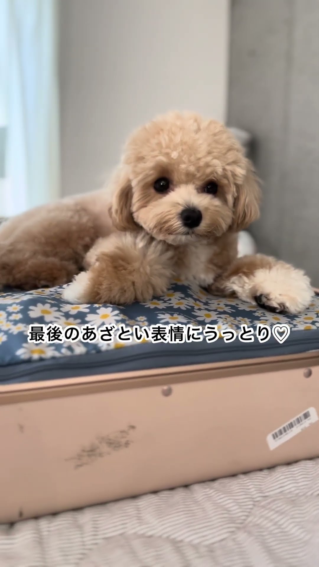 マルプー】まるまるまるたくん♂ポメラニアンと多頭飼い/ゆるゆる