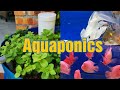 How to build easy and cheap aquaponic barrel system at home