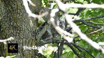 4K UHD - Two squirrels fighting playfully in a tree with green leaves in summer
