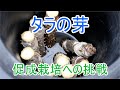 タラの芽の促成栽培やってみます Part1 21/3/7