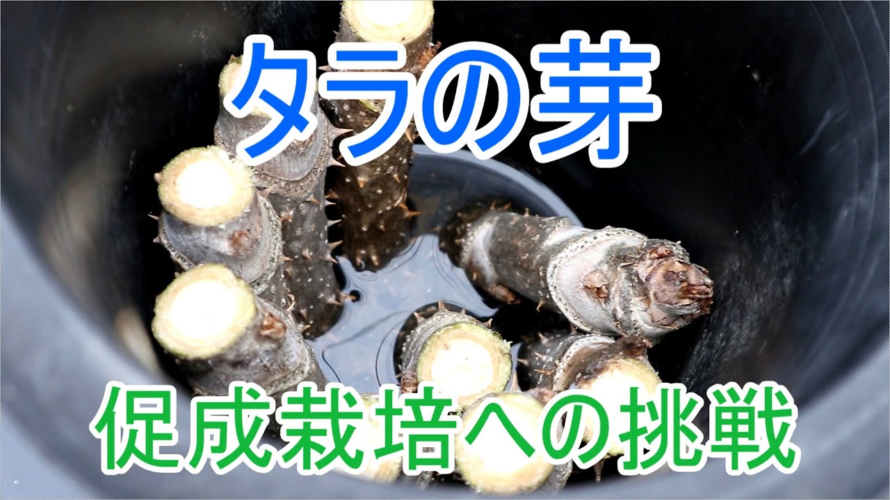 タラの芽の促成栽培やってみます Part1 21/3/7 - YouTube