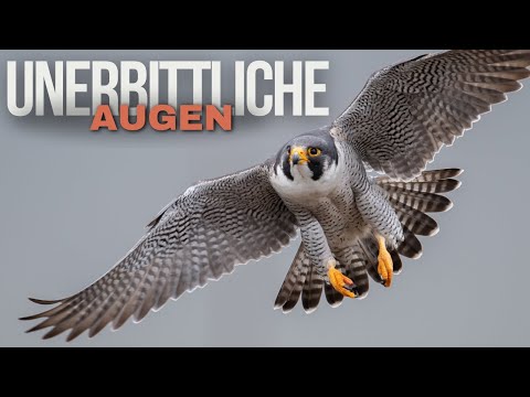 Falken Meister der