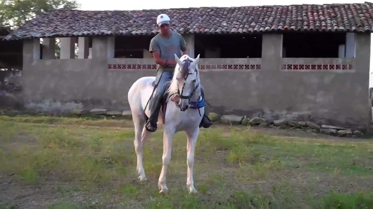 Granel AF Arabe Pampa Garanhão Marchador - YouTube