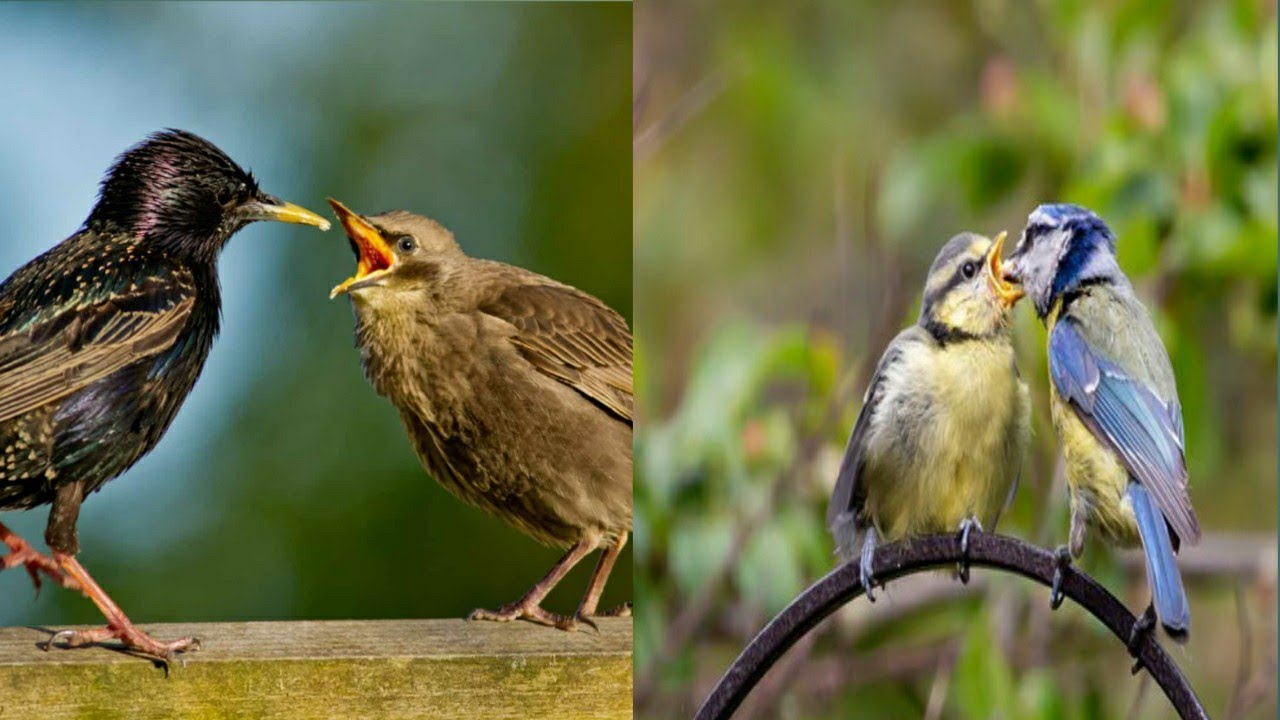 Passerine birds||passerine birds feeding their hungry babies||#birds