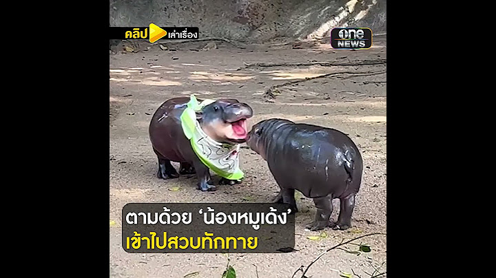 หมูเด้งตัวจริง สวบหมูเด้งตัวปลอม  | คลิปเล่าเรื่อง | สำนักข่าววันนิวส์