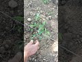 VECCHIA SCUOLA CONTADINA 💪💪💪🌿🌿🌿💯💯💯 #shortvideo