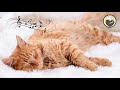 Calming Music for Cats - Relaxing Lullaby with Cat Purring Sounds