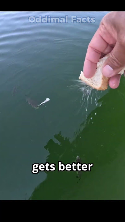 This Fish Shoots Bugs With Water Like a Sniper!