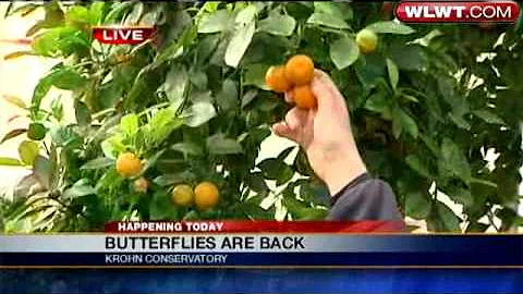 Krohn Conservatory Butterfly Show Is Back