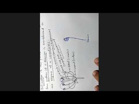 Pollination and Fertilization || Class 9 ICSE || (11-07-2020)-PART -1 ...