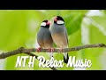 Beautiful Relaxing Music ( 24/7 ) - Stress Relief Music, Positive Energy, Morning Music, Meditation