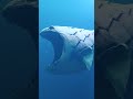 The bloop is back  the bloop 2022 shorts thebloop deepsea