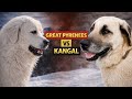 Great Pyrenees vs Kangal: Which One Predators Respect More