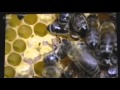 Grooming Behaviour of Honeybees