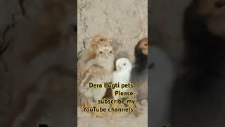 chicks Sound Beautiful #seharmaindehat #dera bugti pets